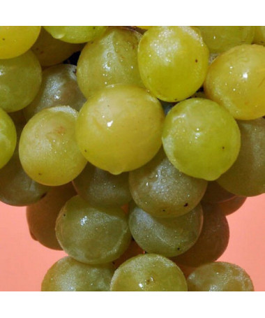 Vīnoga Prim Ungāru, trauks 2L