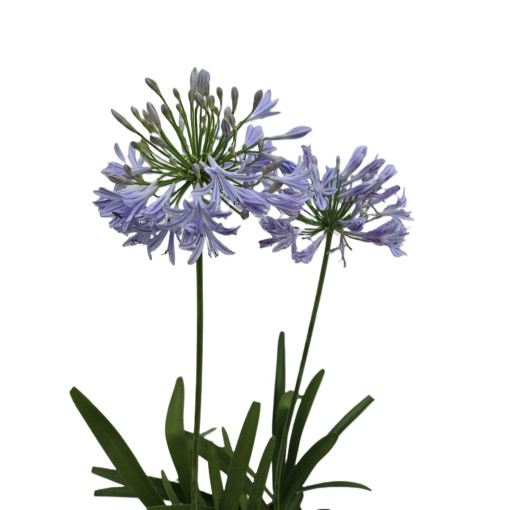 Zilais Agapants (Agapanthus Africanus) stādi 2L podos