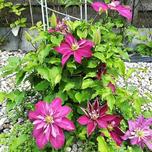 Pilnīgi-pusējo Clematis 'Red Star' P9/C1