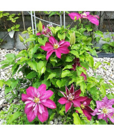 Pilnīgi-pusējo Clematis 'Red Star' P9/C1