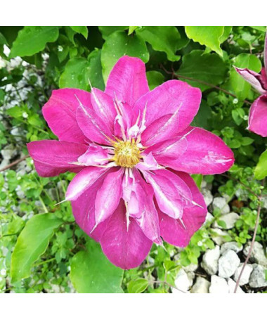 Pilnīgi-pusējo Clematis 'Red Star' P9/C1