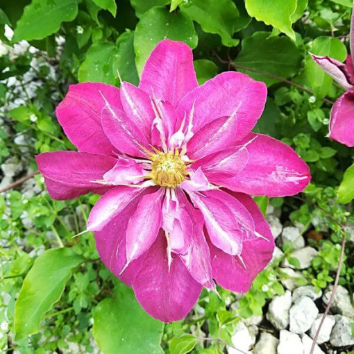 Pilnīgi-pusējo Clematis 'Red Star' P9/C1