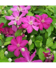 Clematis 'Ernest Markham' (lielziedu) 2L pods