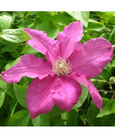 Clematis 'Ernest Markham' (lielziedu) P9/C1