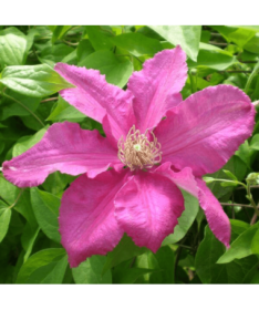 Clematis 'Ernest Markham' (lielziedu) P9/C1