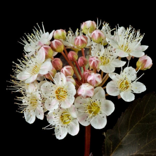 Spiraea japonica 'Red Baron' 2L pods