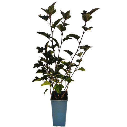 Spiraea japonica 'Red Baron' 2L pods