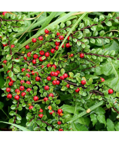 Zviedru cotoneaster 'Coral Beauty' 2L pods