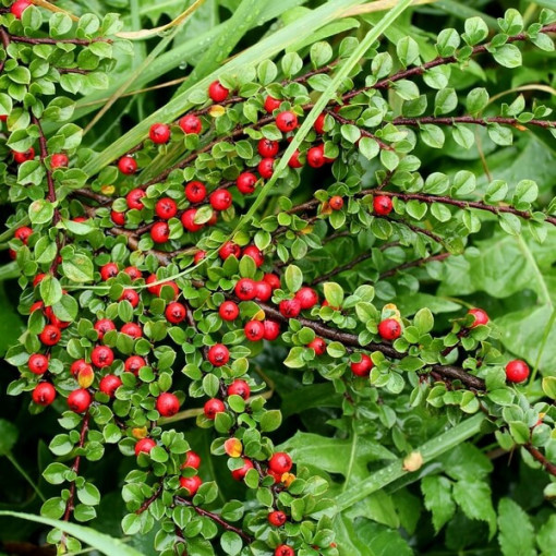 Zviedru cotoneaster 'Coral Beauty' 2L pods
