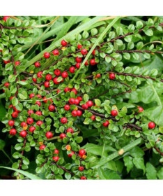 Zviedru cotoneaster 'Coral Beauty' 2L pods