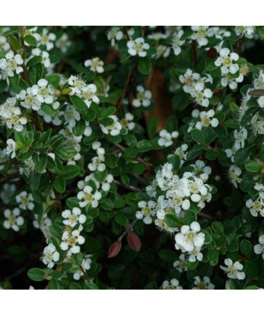 Zviedru cotoneaster 'Coral Beauty' 2L pods