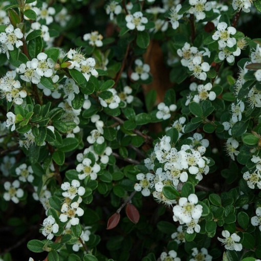 Zviedru cotoneaster 'Coral Beauty' 2L pods