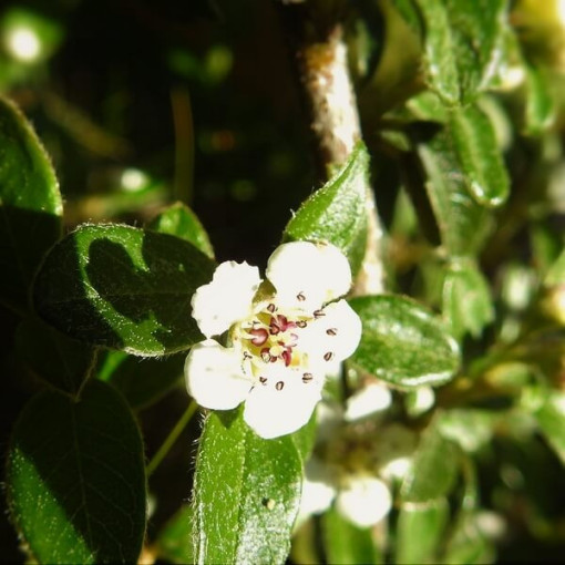 Zviedru cotoneaster 'Coral Beauty' 2L pods