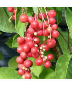 Ķīniešu magnolijas vīnogulājs (Schisandra chinensis) 4L trauks