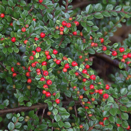Zemējsegas cotoneaster 2L pods