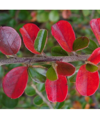 Zemējsegas cotoneaster 2L pods