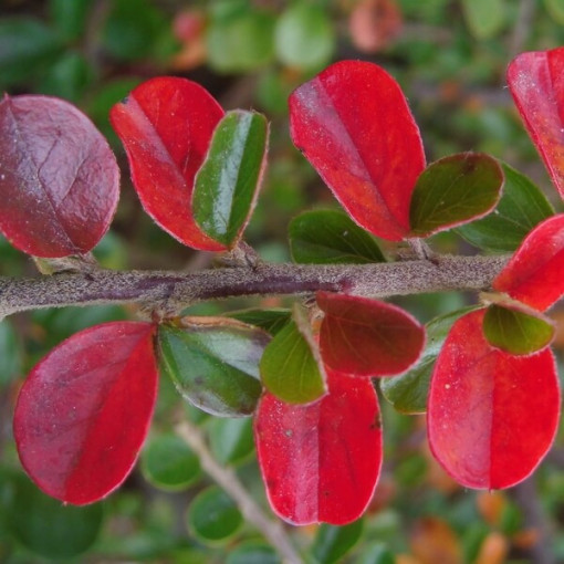 Zemējsegas cotoneaster 2L pods
