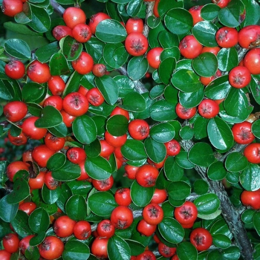 Zemējsegas cotoneaster 2L pods