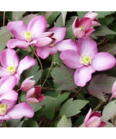 Clematis Montana Freda (botānisks) KALNU 2L pods