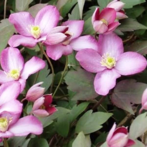 Clematis Montana Freda (botānisks) KALNU 2L pods