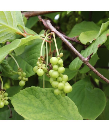 Ķīniešu magnolijas vīnogulājs (Schisandra chinensis) 4L trauks