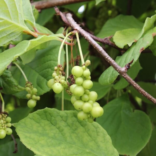 Ķīniešu magnolijas vīnogulājs (Schisandra chinensis) 4L trauks