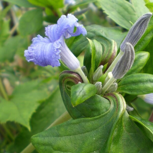 Clematis Cassandra (mūžzaļais) SMARŽĪGS pods 2L