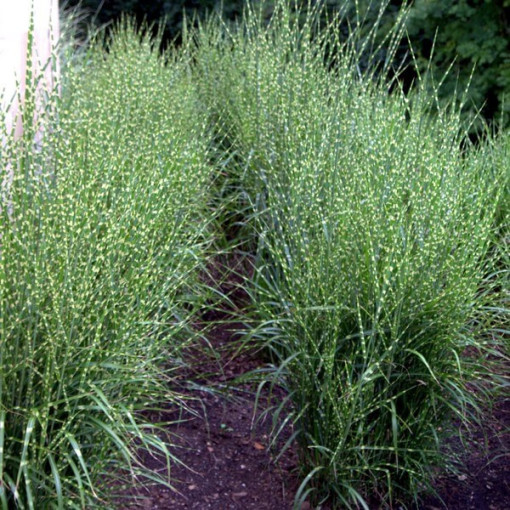 Ķīniešu miskants 'Zebrinus' pods, 2L