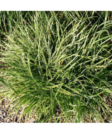 Morrow sedge 'Ice Dance' pods, 2L