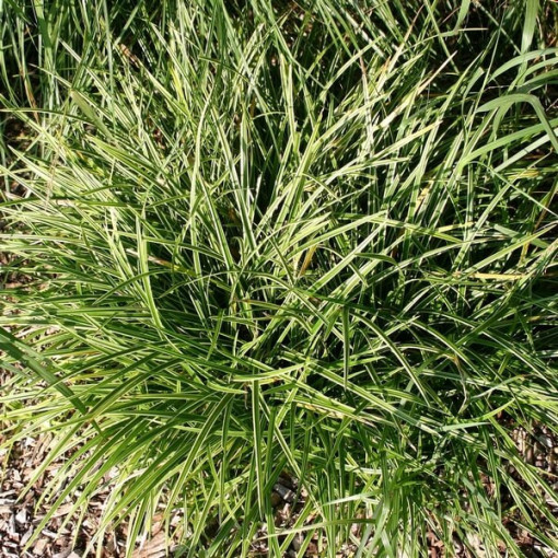 Morrow sedge 'Ice Dance' pods, 2L