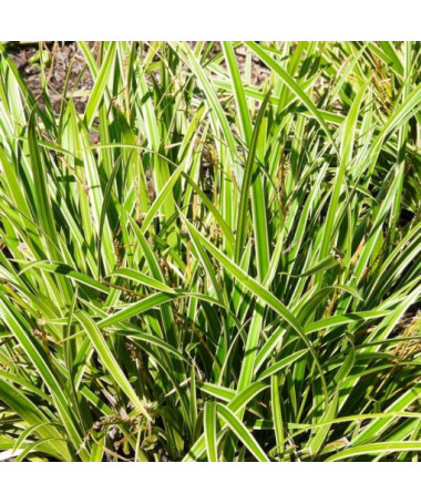 Morrow sedge 'Ice Dance' pods, 2L