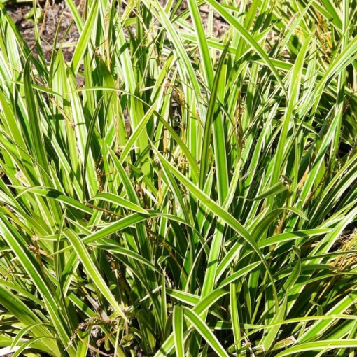 Morrow sedge 'Ice Dance' pods, 2L