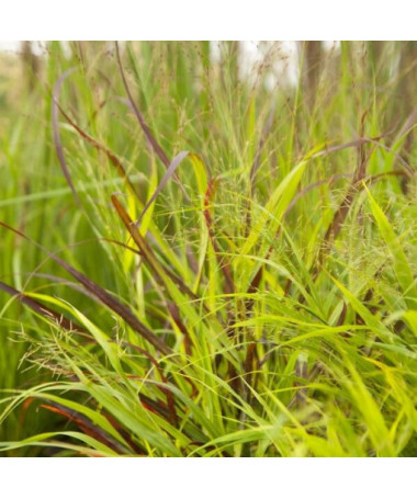 Purpura strūklaka 'Shenandoah' pods, 2L