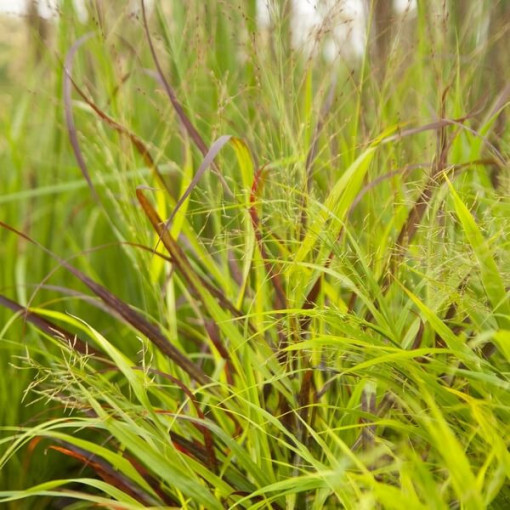 Purpura strūklaka 'Shenandoah' pods, 2L