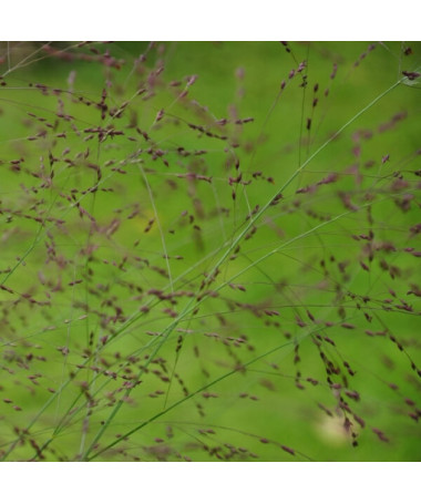 Purpura strūklaka 'Shenandoah' pods, 2L