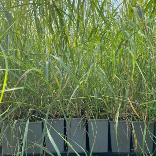 Purpura strūklaka 'Shenandoah' pods, 2L