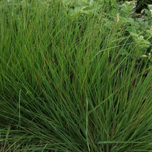 Zilā zāle 'Moorhexe' pods, 2L