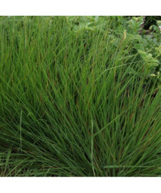 Zilā zāle 'Moorhexe' pods, 2L