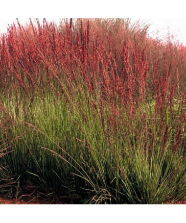 Zilā zāle 'Moorhexe' pods, 2L