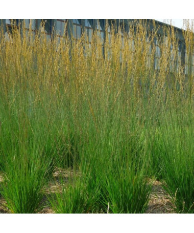 Zilā zāle 'Heidebraut' pods, 2L