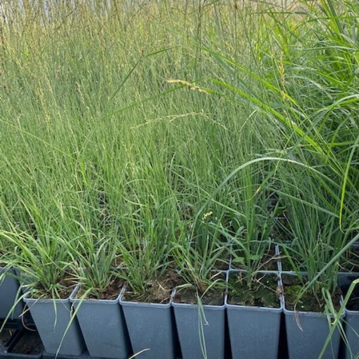 Zilā zāle 'Heidebraut' pods, 2L