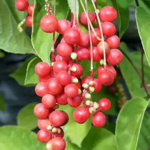 Ķīniešu magnolijas vīnogulājs (Schisandra chinensis) P9/C1