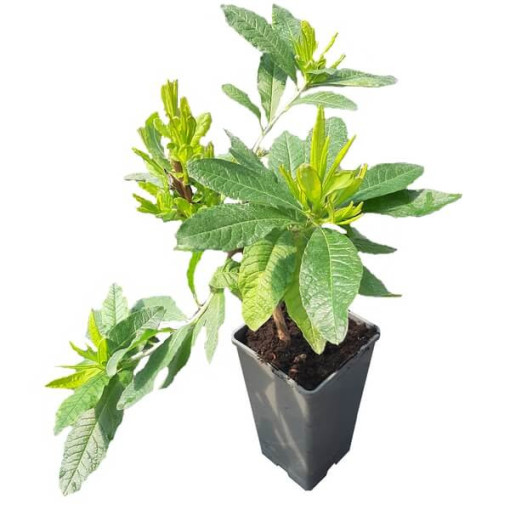 Rododendrs (Mollis Azālija) "Doloroso", pods 2L