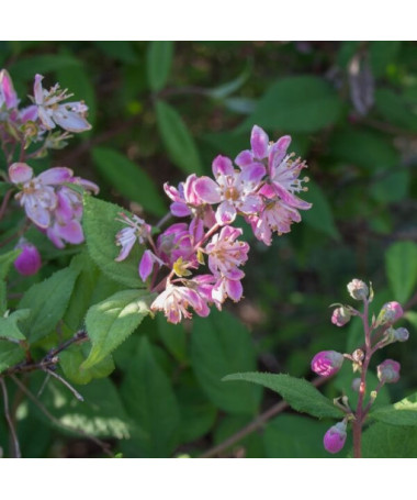 Hibrīds rododendrs 'Mont Rose', pods 2L