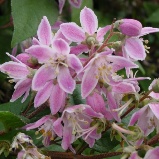 Hibrīds rododendrs 'Mont Rose', pods 2L