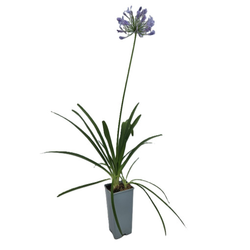 Zilais Agapants (Agapanthus Africanus) stādi 2L podos