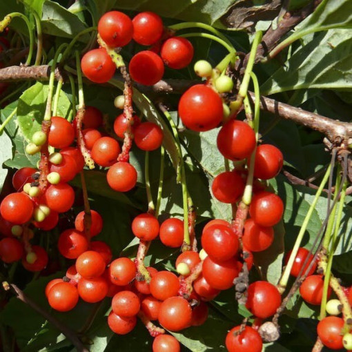 Ķīniešu magnolijas vīnogulājs (Schisandra chinensis) P9/C1