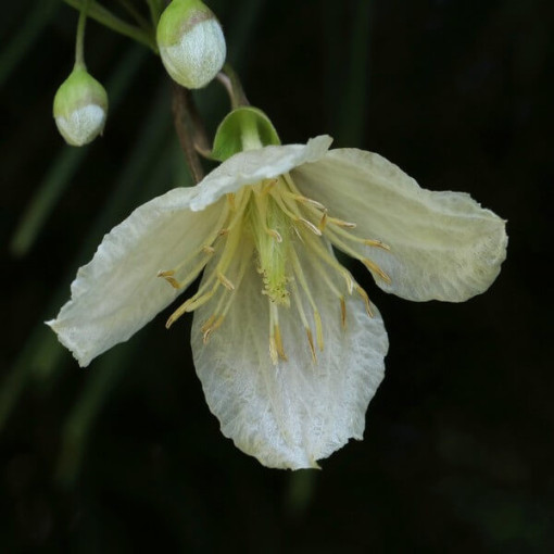 Klematis Cirrhosa 'Jingle Bells' P9/C1