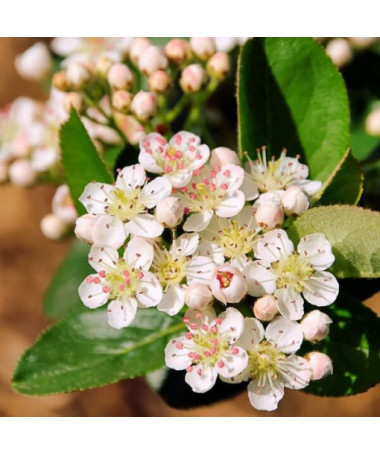 Melno augļu aronija, pods, 2L