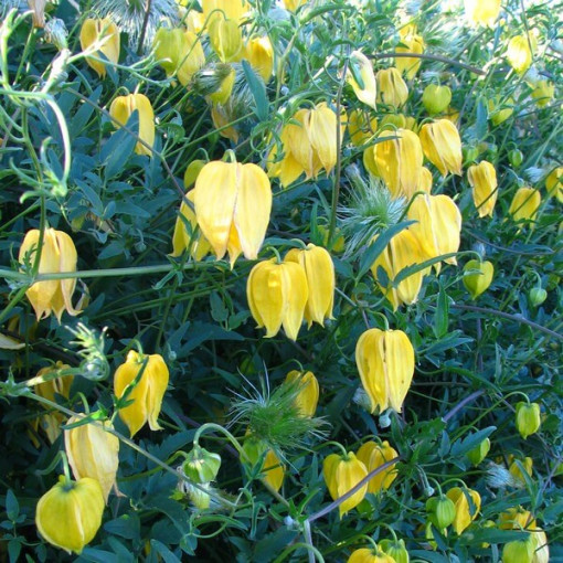 Botāniskais Clematis 'Bill Mackenzie' 2L pods.